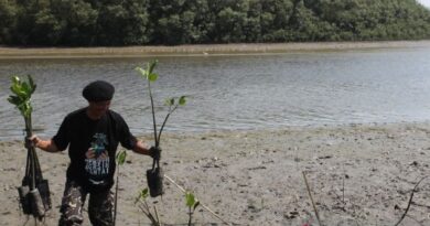 PBNU bersama ratusan santri tanam 2.500 bibit mangrove di Surabaya