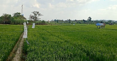 Menjaga produksi pangan di musim kemarau, Kalimantan Timur mencari irigasi alternatif
