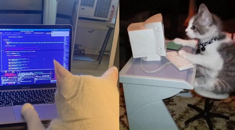 6 Aksi Kucing Seperti Teknisi IT Ini Lucu Banget, Serius di Depan Komputer