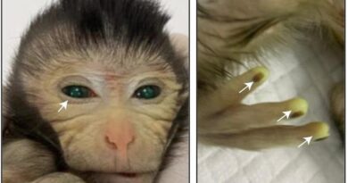 China Menumbuhkan Primata Sel Punca Pertama, Lahir dengan Mata dan Jari Hijau