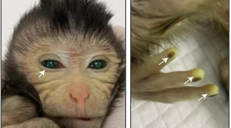 China Menumbuhkan Primata Sel Punca Pertama, Lahir dengan Mata dan Jari Hijau