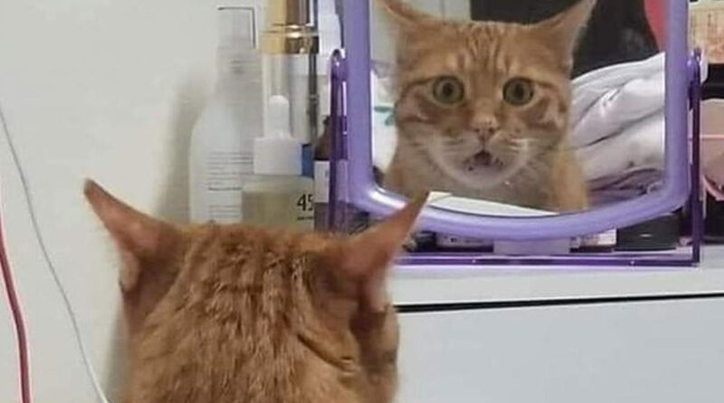Ilmuwan Ini Ungkap Hewan Tertentu Bisa Kenali Wajahnya di Cermin, Apa Saja?