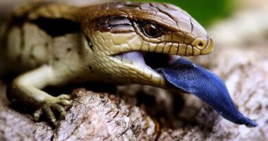 Tak mengejek, kadal ini menjulurkan lidah birunya untuk mengintimidasi predatornya