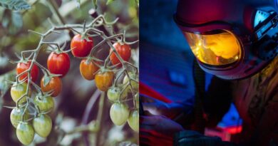 Astronot Tiongkok Berhasil Menanam Selada dan Tomat di Luar Angkasa, Mempersiapkan Eksplorasi Bulan