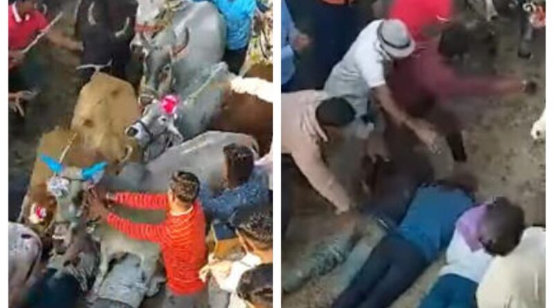 Melakukan ritual unik menjelang Diwali, warga desa ini rela diinjak sapi