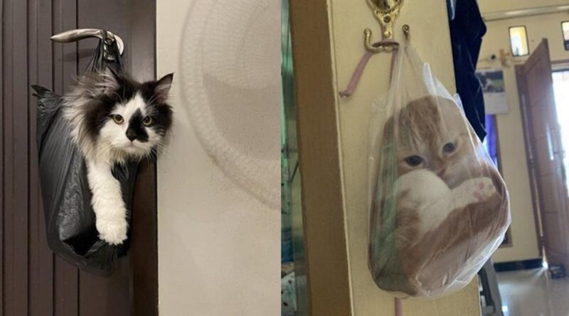 6 Potret Kucing yang Digantung di Gagang Pintu di Kantong Plastik Ini Lucu, Mengejutkan Banget