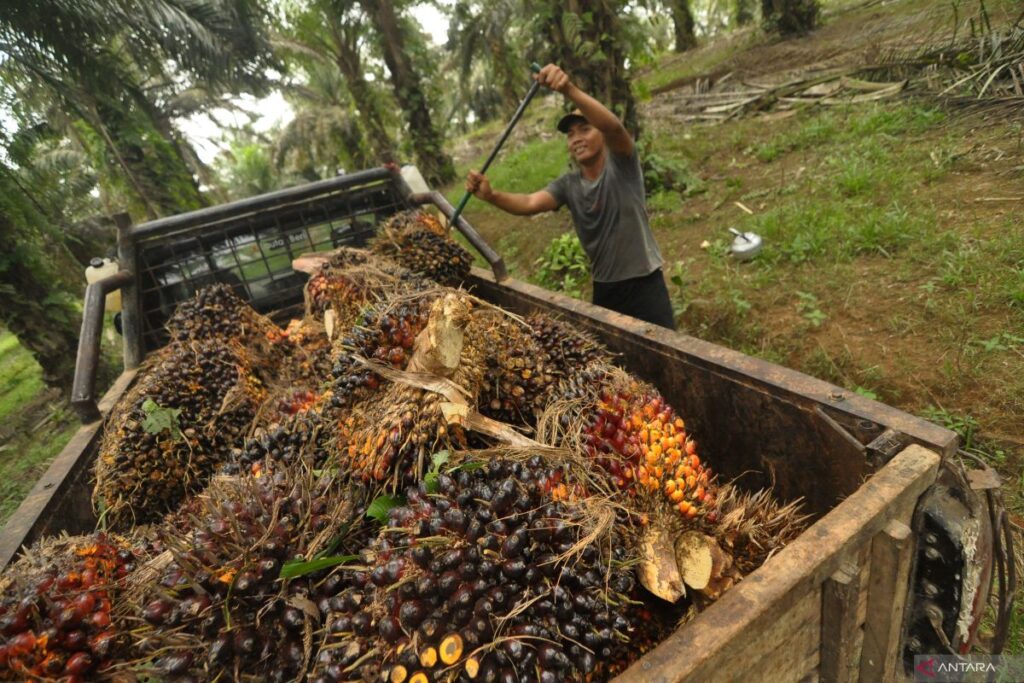 Industri sawit menanggapi tuduhan pelanggaran lingkungan