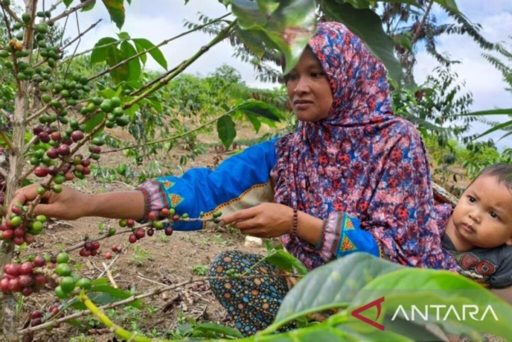 Buah manis perjuangan petani Perhutanan Sosial melawan pancaroba