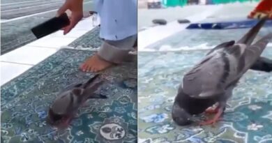 Viral Momen Burung Merpati Suka Sujud di Masjidil Haram, Bikin Jemaah Takjub