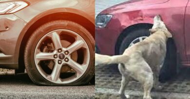 Bukan Tambang Paku, Misteri Ban Mobil Bocor Terungkap Gara-gara Anjing yang Mengidap Radang Gusi