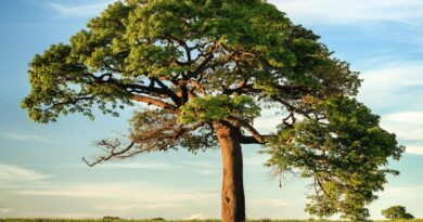 Apa Hubungan Syajaratun atau Pohon Asal Mula Kata Sejarah dan Kehidupan Manusia?  Inilah penjelasannya