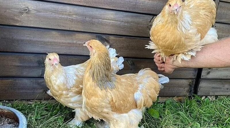 Tetangga Lapor Petani Gara-Gara Ayam Berkokok, Alasannya Bikin Geleng-geleng Kepala