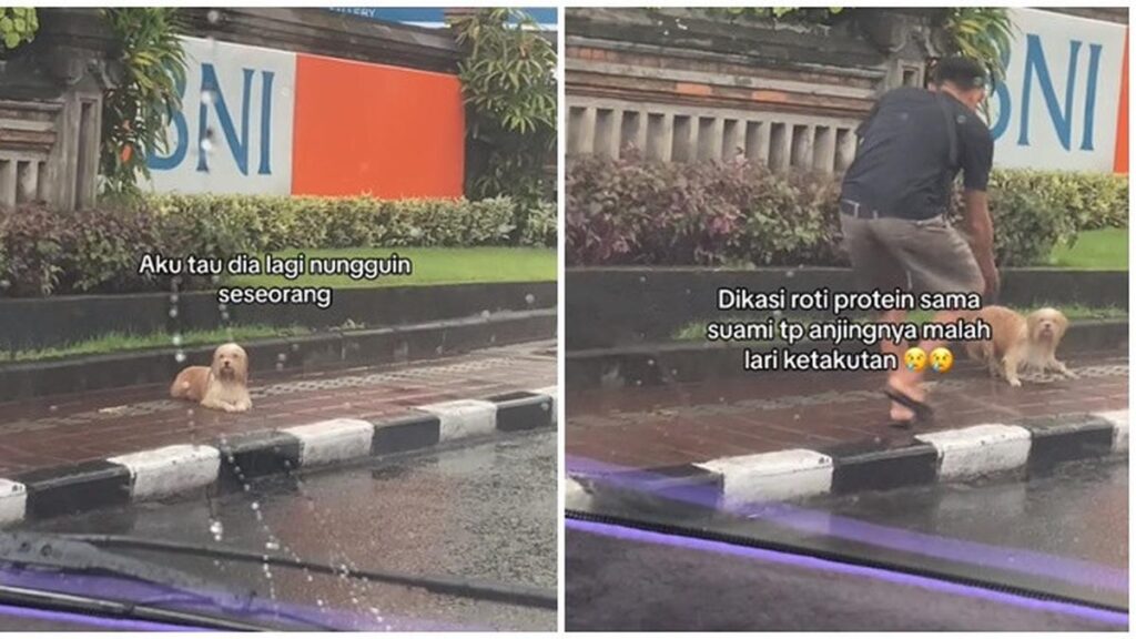 Viral: Anjing yang kehujanan terlihat seperti sedang menunggu seseorang yang membuatnya emosi, takut jika didekati