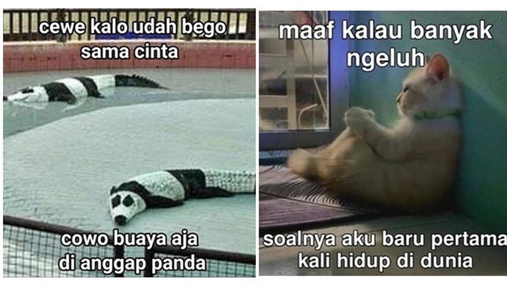 6 Meme Gambar Hewan Ini Kocak, Bikin Tepuk Mata