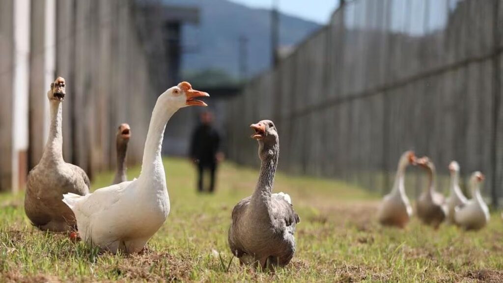 Lebih Ganas dari Anjing, Penjara Ini Merekrut Soang Menjadi Penjaga