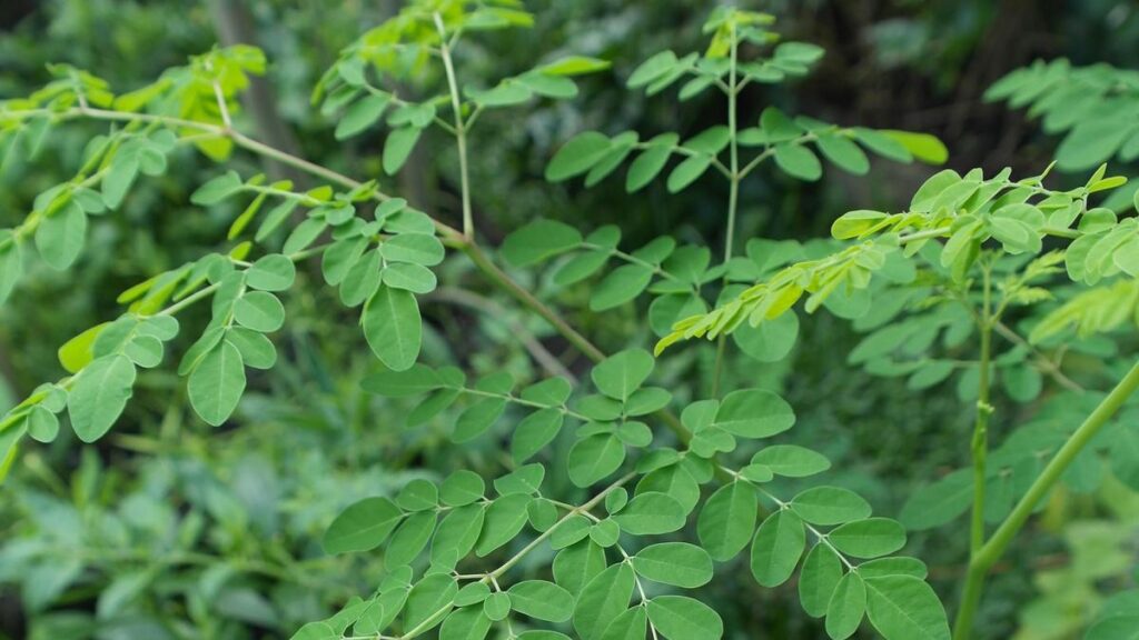 9 Ide MPASI Daun Kelor, Bantu Penuhi Kebutuhan Gizi Cegah Stunting