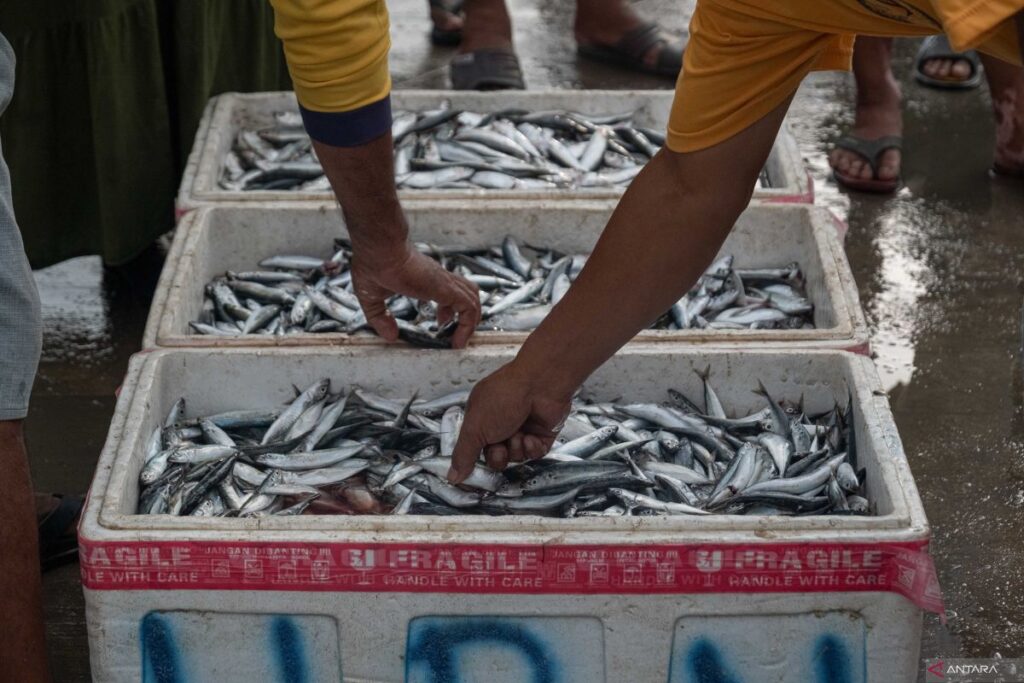 Harga ikan anjlok karena hasil tangkapan melimpah