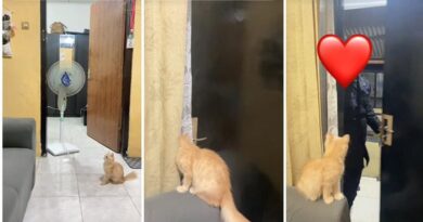 Saat kucing setia menunggu pemiliknya pulang di depan pintu, tak sabar ingin bertemu dengannya