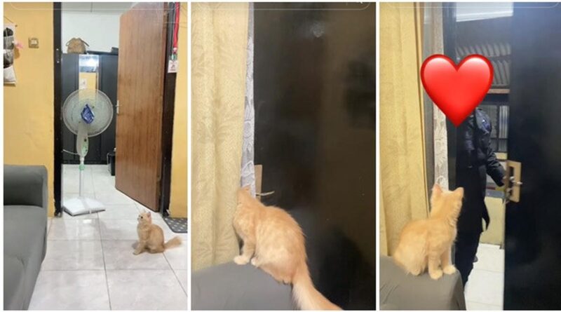 Saat kucing setia menunggu pemiliknya pulang di depan pintu, tak sabar ingin bertemu dengannya