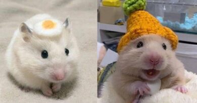 7 Potret Lucu Hamster Saat Berdandan Terlihat Menggemaskan