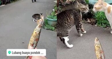 Momen viral yang aneh ketika orang membiarkan kucing berkelahi dengan ikan ini berakhir dengan lucu
