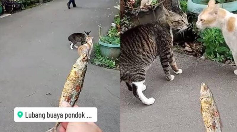 Momen viral yang aneh ketika orang membiarkan kucing berkelahi dengan ikan ini berakhir dengan lucu