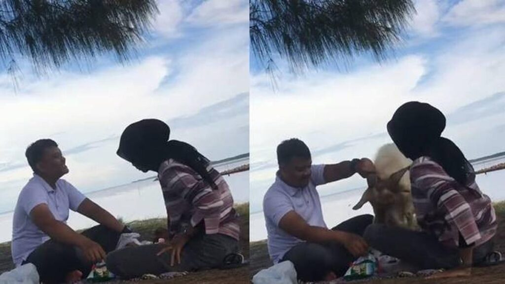 Viral Momen Pasangan Piknik di Pantai, Malah Diganggu Kambing