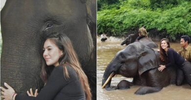 6 Potret Kenangan Wulan Guritno Bersama Gajah Rahman, Diracun Hingga Mati dan Dicuri Gadingnya