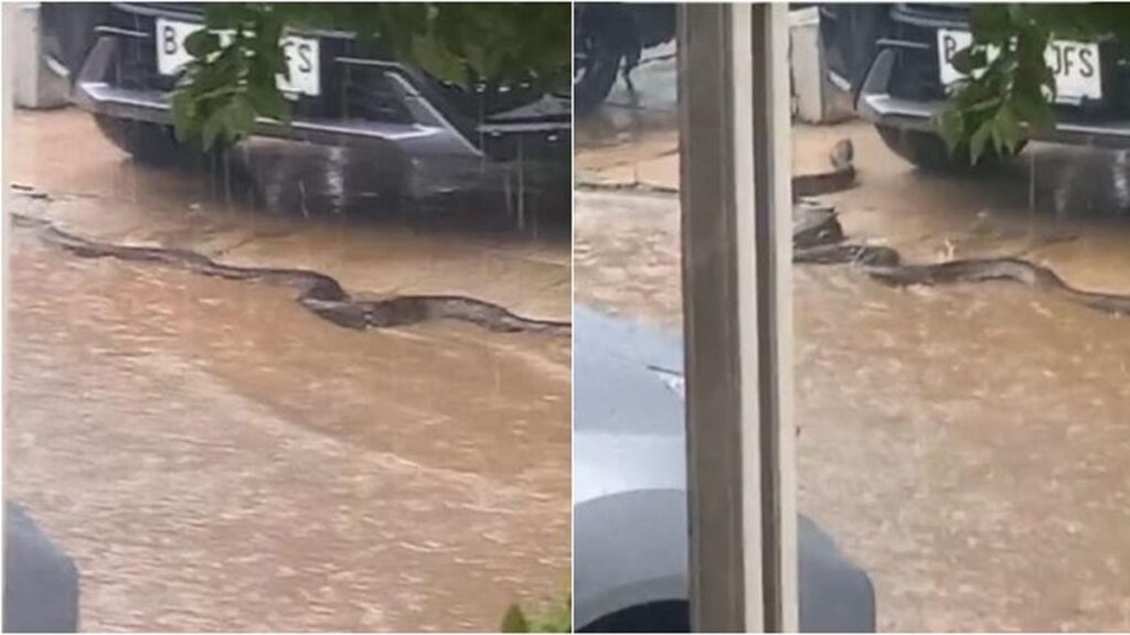 Viral Ular Piton Raksasa Merangkak di Depan Rumah Warga Saat Hujan, Bikin Ngeri