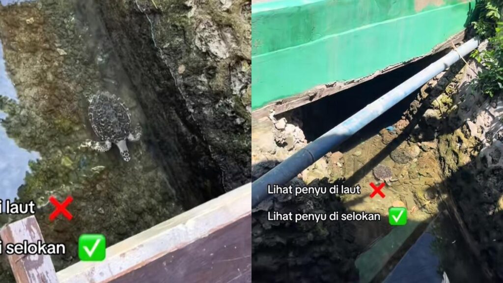 Viral Penyu Berenang Bebas di Parit, Netizen Salfok Airnya Jernih