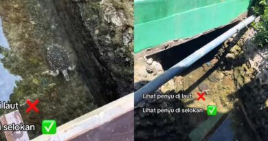 Viral Penyu Berenang Bebas di Parit, Netizen Salfok Airnya Jernih