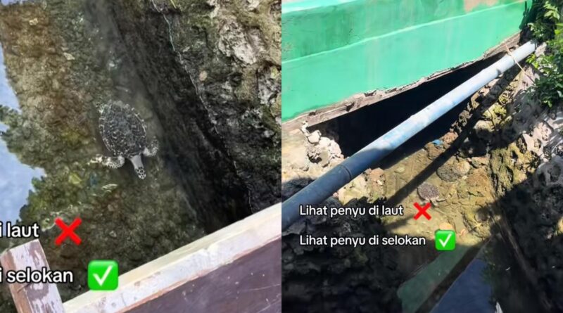 Viral Penyu Berenang Bebas di Parit, Netizen Salfok Airnya Jernih