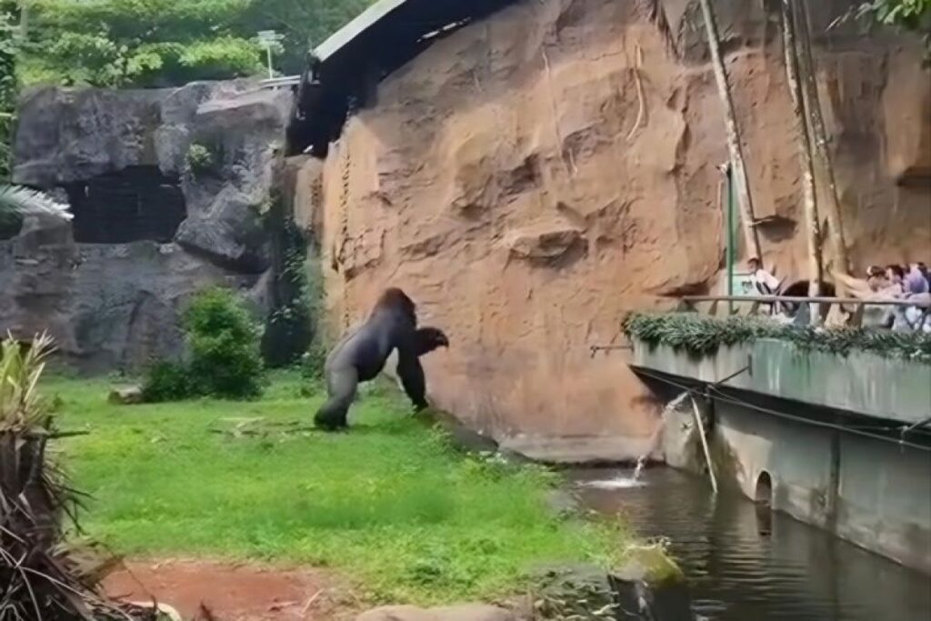 Jakarta kemarin, utusan Menhan hingga gorila Ragunan ngamuk
