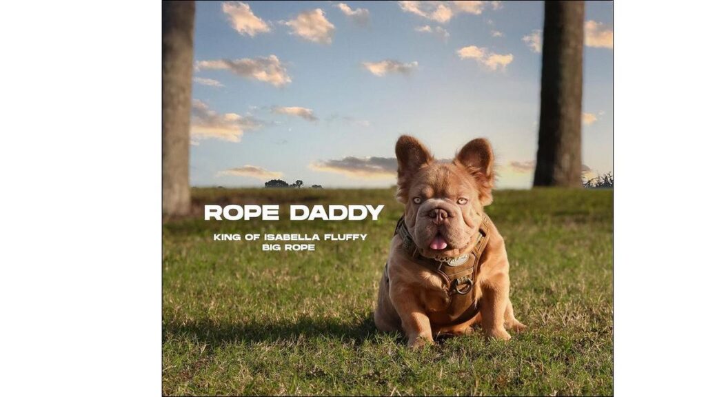 Rope Daddy, Spesies Bulldog Prancis Mewah yang Harganya Lebih dari Rp 1 Miliar