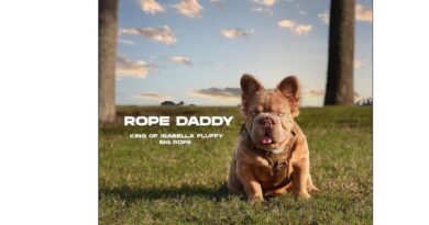 Rope Daddy, Spesies Bulldog Prancis Mewah yang Harganya Lebih dari Rp 1 Miliar