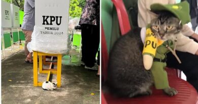 6 Potret Lucu Kucing di TPS Ini Bikin Semangat Bak Jadi Petugas KPPS