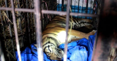 Harimau Sumatera masuk kandang jebak dievakuasi ke TMSBK Bukittinggi