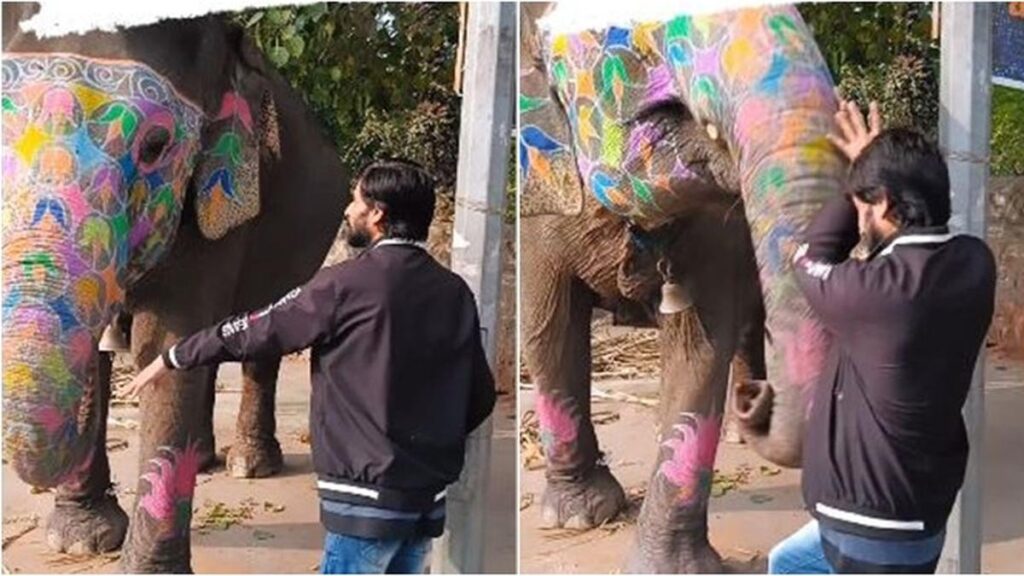 Momen seekor gajah membuat pria ini ‘terbang’ karena berdiri terlalu dekat, videonya pun viral