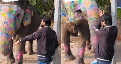 Momen seekor gajah membuat pria ini ‘terbang’ karena berdiri terlalu dekat, videonya pun viral