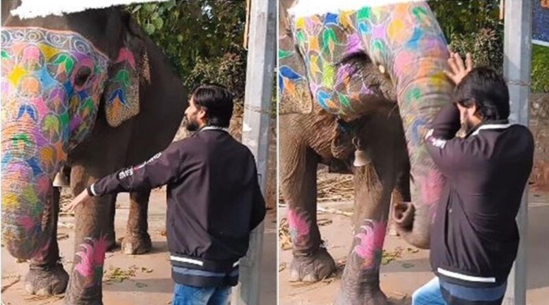 Momen seekor gajah membuat pria ini ‘terbang’ karena berdiri terlalu dekat, videonya pun viral