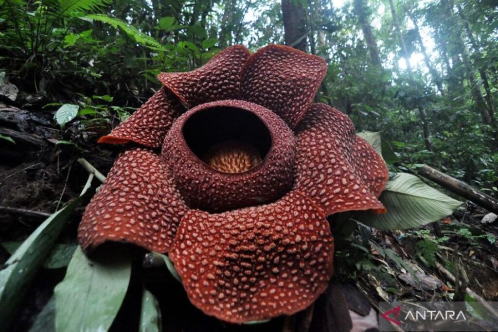 Bunga Rafflesia Arnoldii berkelopak enam mekar di Bengkulu