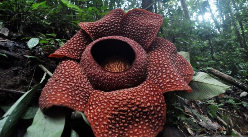 Bunga Rafflesia Arnoldii berkelopak enam mekar di Bengkulu