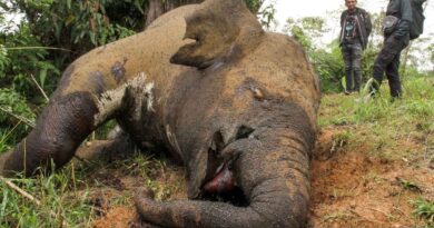 Seekor gajah sumatera ditemukan mati diduga ditembak pemburu