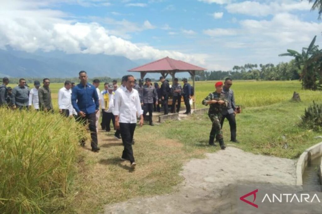 Presiden Jokowi tinjau panen padi di Sigi yang mencapai 6,2 ton per hektare