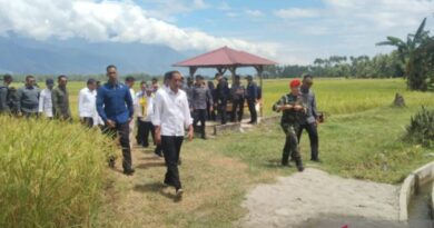 Presiden Jokowi tinjau panen padi di Sigi yang mencapai 6,2 ton per hektare