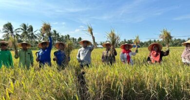 Program CSR PHM hasilkan panen raya padi organik di Kutai Kartanegara