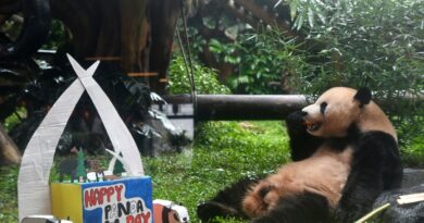 TSI Bogor gelar peringatan hari panda nasional