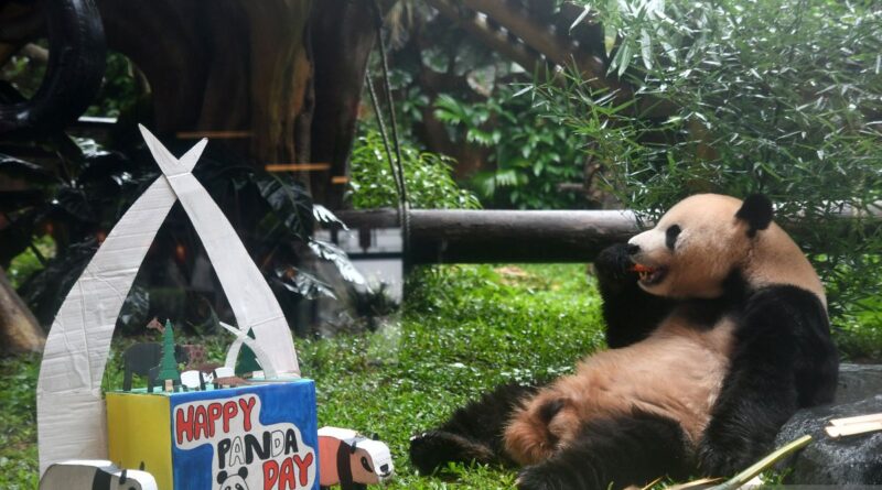 TSI Bogor gelar peringatan hari panda nasional
