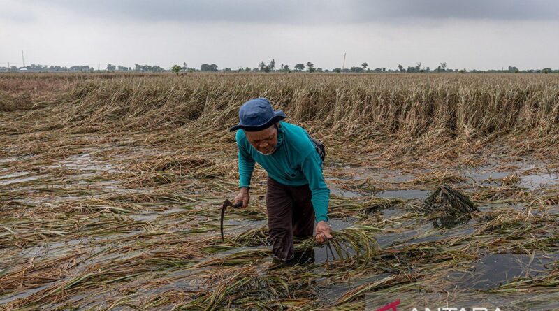 Ribuan ha sawah di Jateng terancam gagal panen akibat banjir