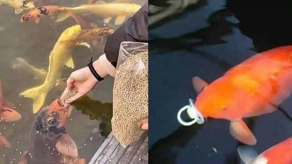 10 Potret Aneh Orang Memelihara Ikan, Cara Memberi Makannya Bikin Geleng-geleng Kepala